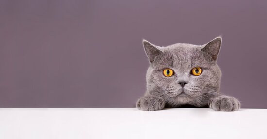 天才科学者が発見した「猫に実験を手伝ってもらう意外すぎた方法」とは？