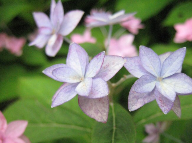 七段花"