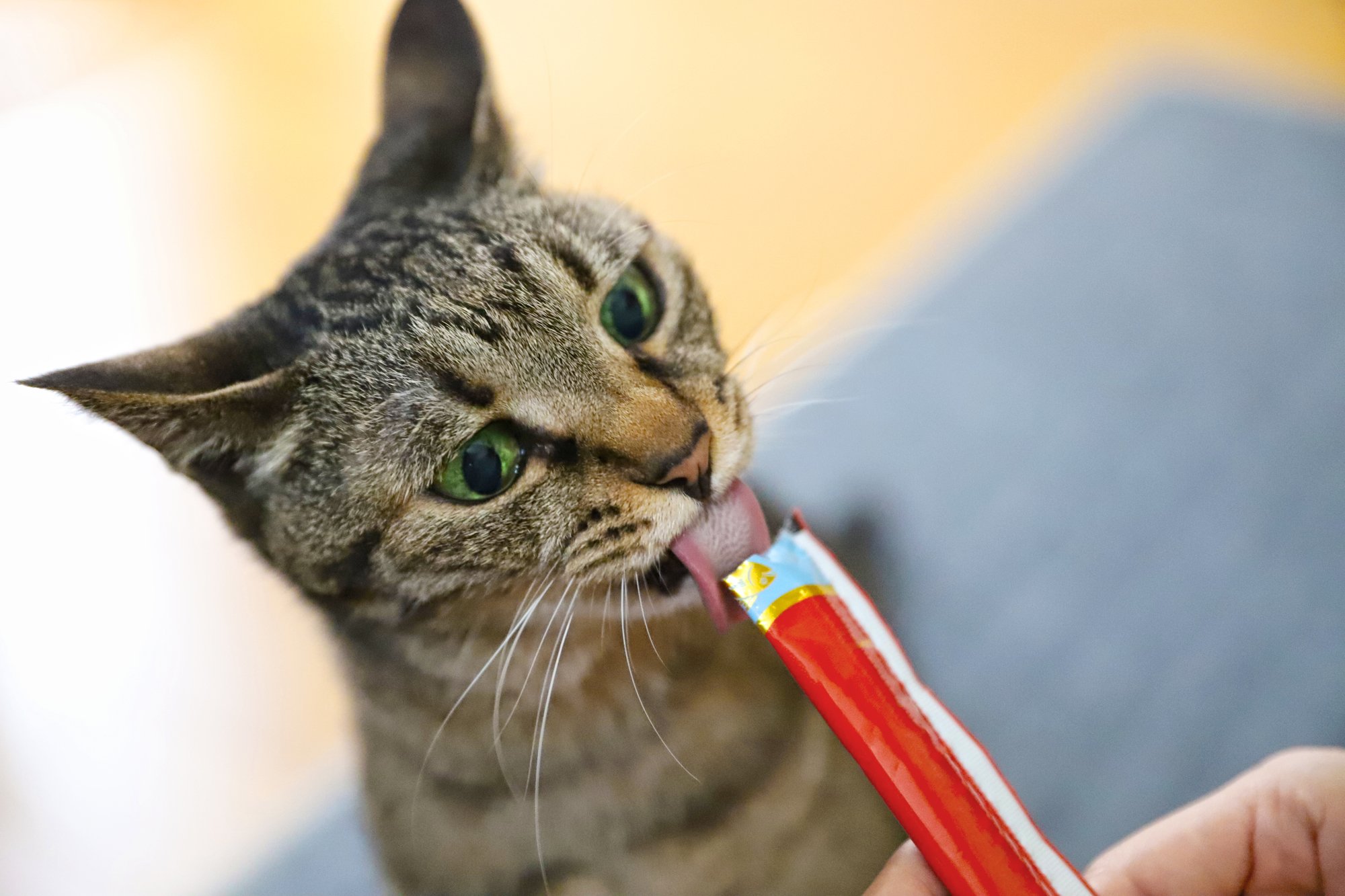 「ちゅ～るちゅ～るはもう歌えない！」愛猫家が吐露、いなば食品への落胆と憤りはかくも深い