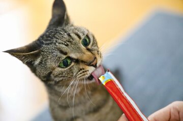「ちゅ~るちゅ~るはもう歌えない!」愛猫家が吐露、いなば食品への落胆と憤りはかくも深い〈2024上期・人気記事7位〉