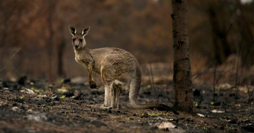 豪コバーゴの焼けた森の中を歩くケガをしたカンガルー