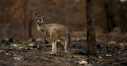 豪州の森林火災、野生生物を絶滅のふちに