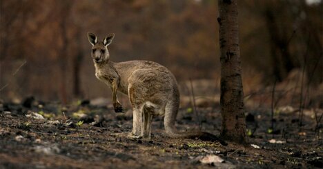 豪州の森林火災、野生生物を絶滅のふちに