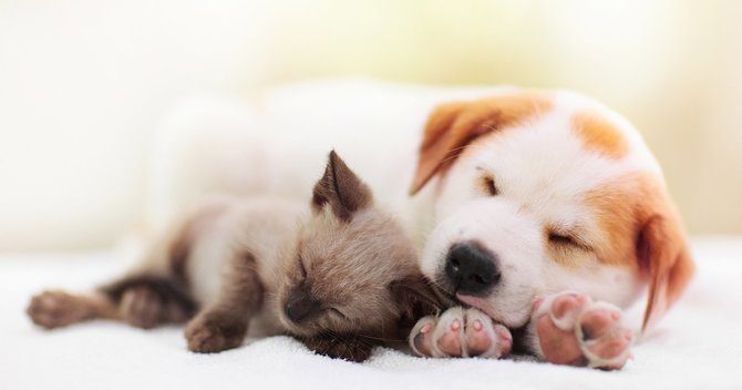 犬猫から人への「共通感染症」、予防のために絶対に知っておくべきこと