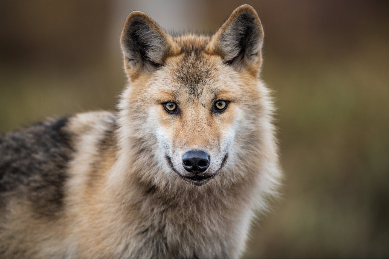 あらゆる動物の中で“最も古くから”人間と親しく、遺跡を発掘すると「飼い主」とともに葬られている…肉食獣「オオカミ」はどのように「犬」になったのか?
