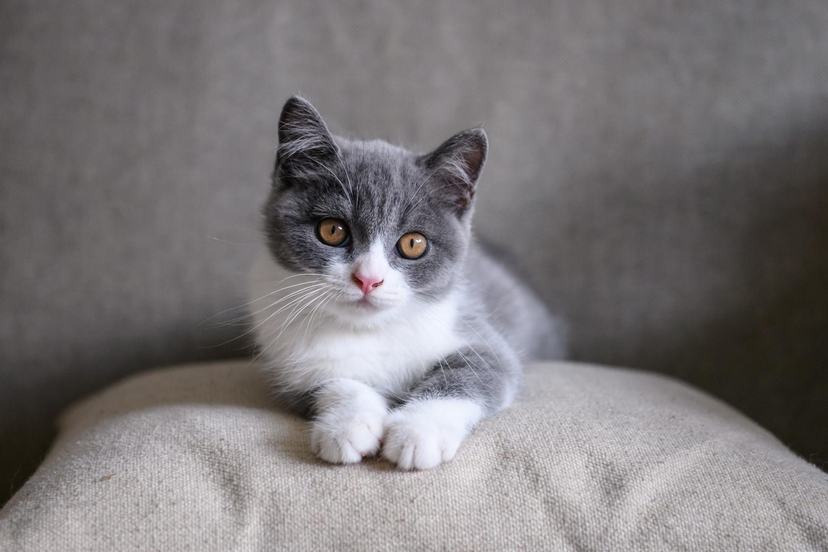 猫飼いあるある!猫がソファの前でじっとしている、猫なりの理由とは?