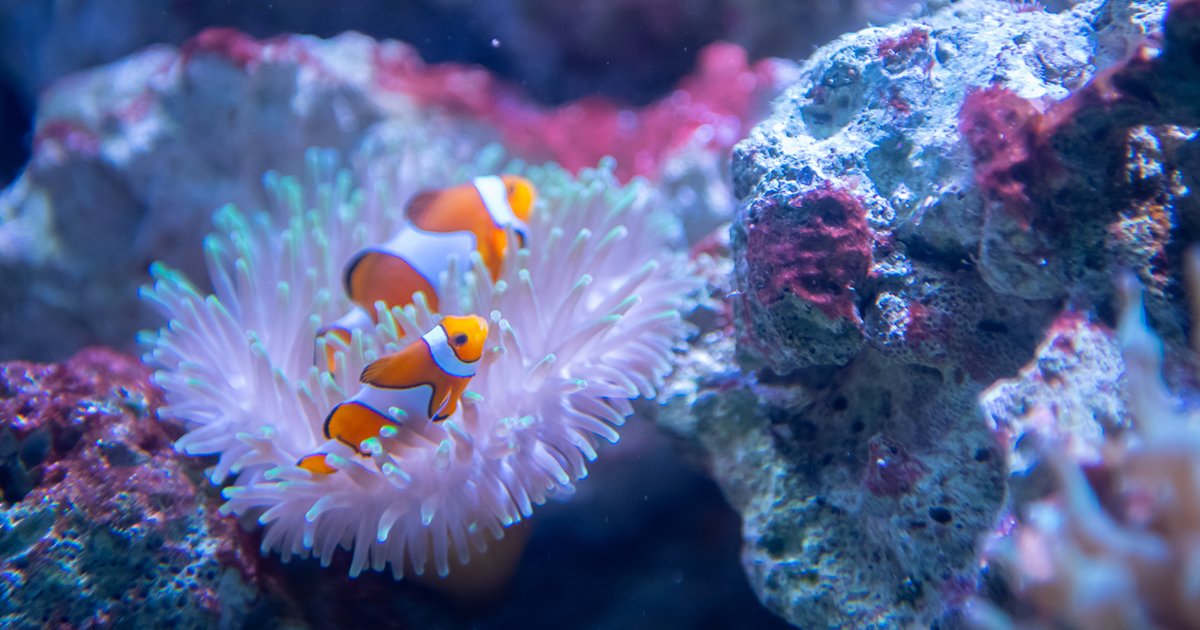 ラッコが水族館からいなくなる…？