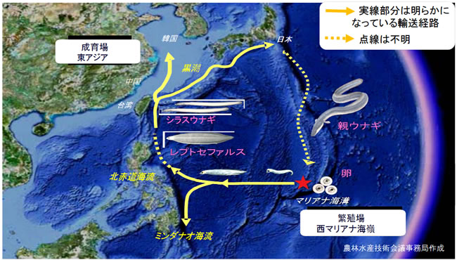 今年のウナギは 太い 養鰻業者が知恵絞る絶滅危機対策 ｄｏｌ特別レポート ダイヤモンド オンライン