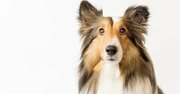 犬が「がん」と診断される平均年齢に「体重・性別・犬種が影響」との研究報告