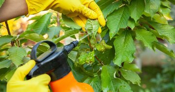 「同じ農薬を何年も使っていると、農薬が効かない昆虫が現れる…」。その時に、畑で起こっていることとは→「絶滅と進化」の関係から学ぶ