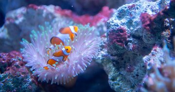 水槽で死んだ生き物はどうなるの？「超レア種」をムダにしない、水族館の“研究機関”としての顔
