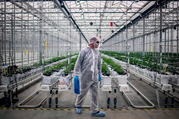 大麻株に痛手、「ブルーウェーブ」期待外れ