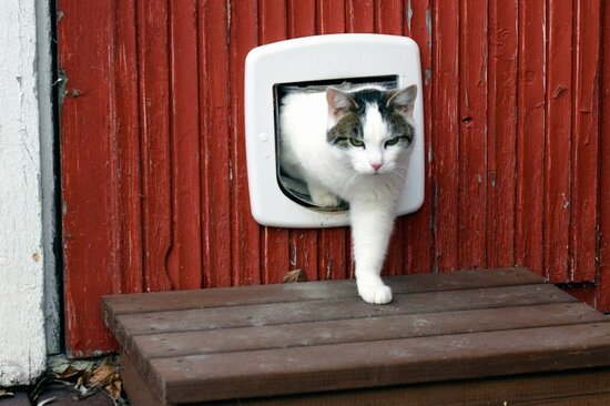 科学者ニュートンが「猫用のドアを発明した」という伝説の驚くべき真実