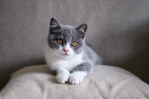 猫飼いあるある！<br />猫がソファの前でじっとしている、猫なりの理由とは？