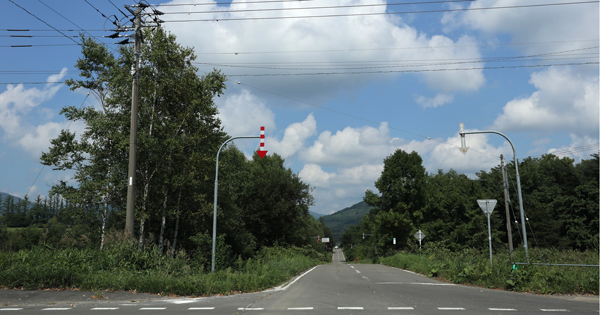 原始林状態でも開拓すれば立派な貸土地になる