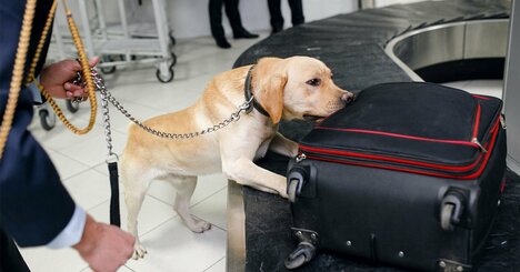 PCR検査級の精度を誇る「代替手段」誕生に期待大、驚きの実験結果とは