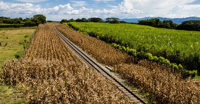 穀物価格はエルニーニョ現象で「下落」予想も、24年に要注意な3つのリスクシナリオ