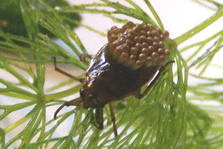 昆虫界でも「イクメン」はモテる！　アピールのために「赤の他人の卵」の世話すらいとわず