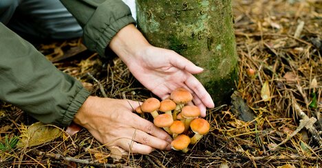 誤った知識が命取りに…知らないと怖い「毒キノコ」にまつわる迷信【猛毒種リスト付き】