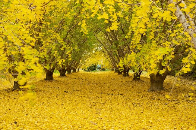 「愛知」絶景の秋！紅葉と四季桜「深紅淡紅」の大供宴！今しか見られない美満載【写真付き】