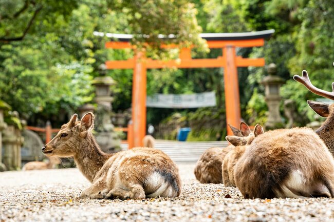 春日大社と鹿