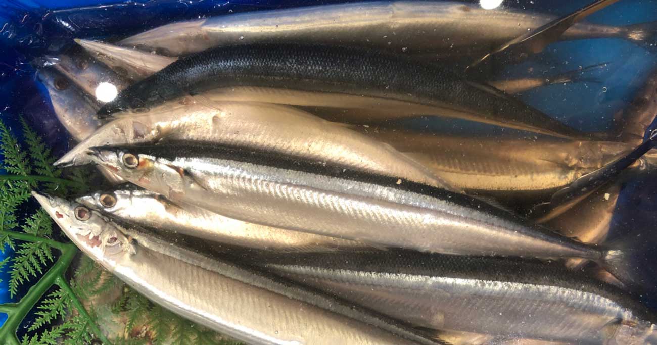 サンマ不漁なのに外食産業が「生サンマ」を提供できるワケ