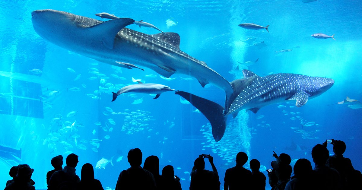 いろいろな生き物が展示されている水族館
