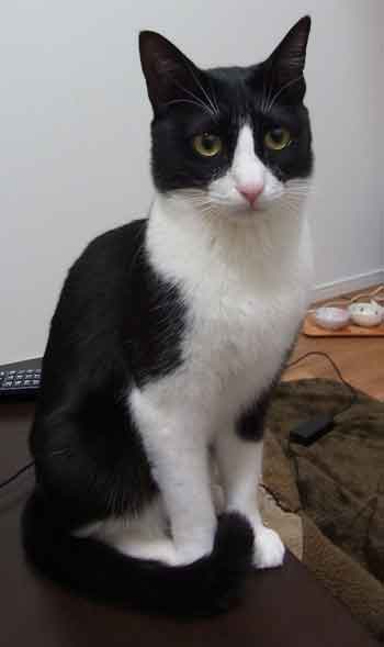 猫を飼うなら「保護猫」をぜひともオススメしたい理由 井の中の宴