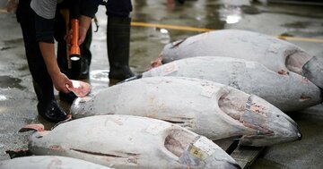 【なぜ彼は、マグロ仲卸のカリスマと呼ばれるのか？】カリスマがやっている「たった1つのこと」とは？