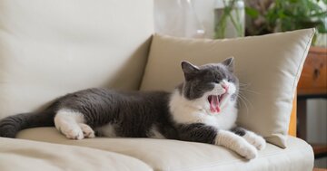 【実は根拠が弱い】食後の眠気は「血糖値のせい」と言い切れない理由