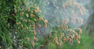 花粉、飛び始めました！昨夏の猛暑で2019年は大量飛散!?