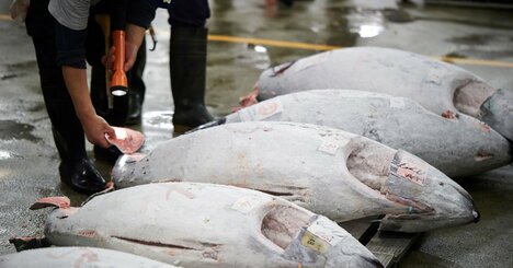 【なぜ彼は、マグロ仲卸のカリスマと呼ばれるのか？】カリスマがやっている「たった1つのこと」とは？