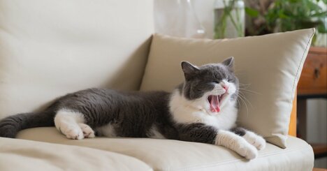 【実は根拠が弱い】食後の眠気は「血糖値のせい」と言い切れない理由