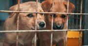 犬の殺処分率が低い都道府県ランキング【完全版】