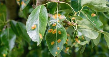 植物から昆虫、ヒトまで…「相手の体を乗っ取る」寄生性の菌類が選んだ驚きの生存戦略