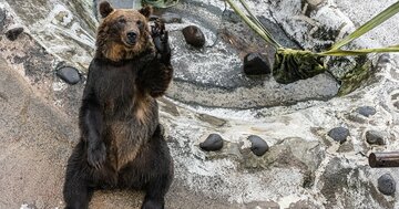 「昔、クマにおにぎりをあげた」と謎に自慢げな上司を一発で黙らせる“感じのいい一言”とは？
