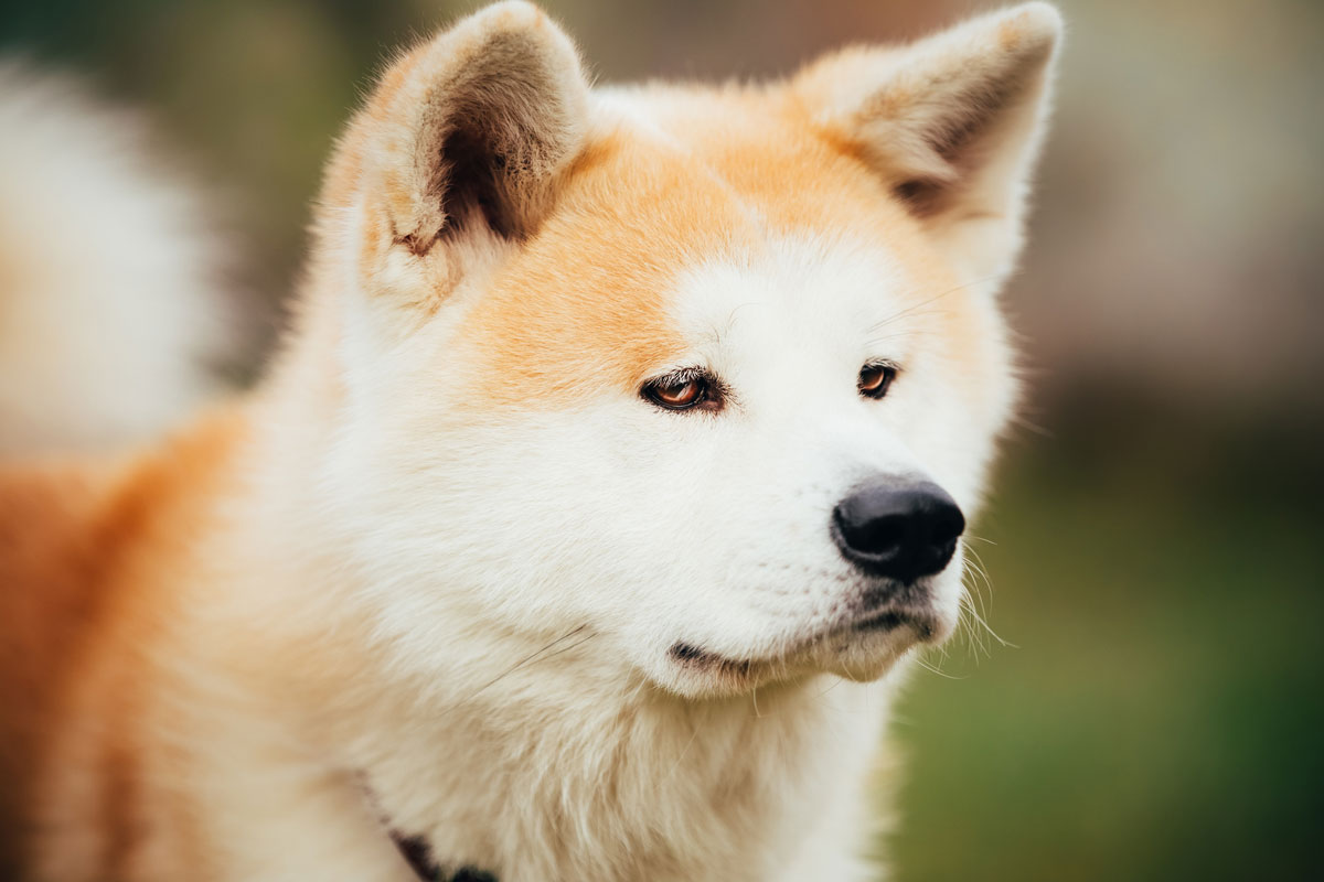 ハチ公のエピソードで知られ、忠犬として名高い秋田犬