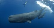 南極海の高波に翻弄され、深夜のケニアで野生動物の声に怯え、大西洋の海に浮かびながらマッコウクジラと対面する…全編において、笑いとユーモアを忘れない最高の1冊！