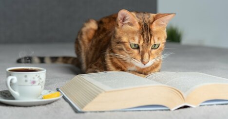 人気生命科学者が「タイトルであなどってはいけない。内容はがっつりで、正確に面白く、そして、わかりやすく解説されていく。でも、『種の起源』をわざわざ読む必要もなくなってしもたわ」と称賛した一冊とは？