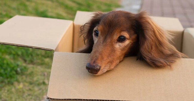 「親切な人に見つけてもらってね」 スーパーの駐車場に捨てられた小型犬、これって犯罪では？