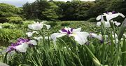 【夏の初めの京都の楽しみ方】特別公開「半夏生」と「天空の花園」で梅雨を忘れる