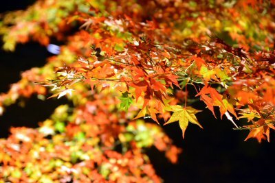 通天橋からの紅葉