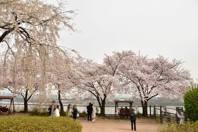 【桜満開】ソウルの「知る人ぞ知るお花見スポット」に行ってみたら、感動が想像以上だった！