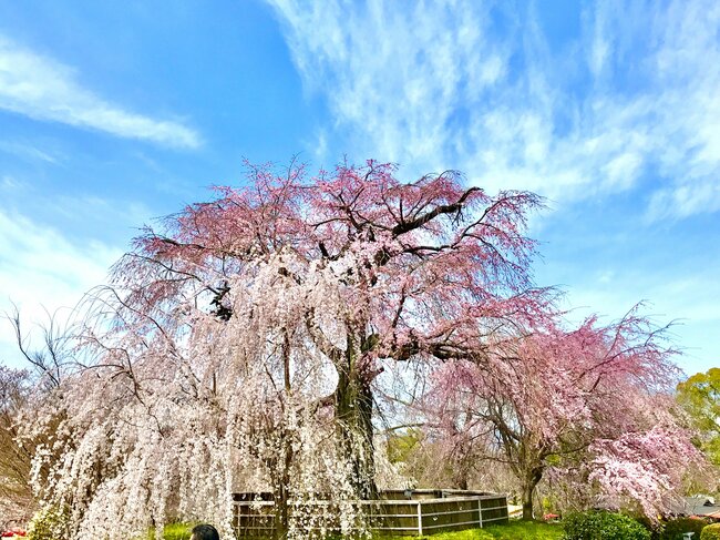 祇園しだれ桜