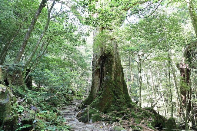 「フランスの豪華客船」で巡る九州・沖縄を巡る旅、乗船レポート【写真多数】