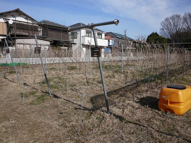 【練馬】大根だけじゃない！味噌蔵もワイナリーもある23区の隠し玉、その秘めたる魅力