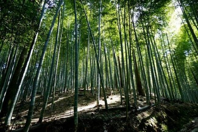 旬の時期だけオープンするタケノコ園