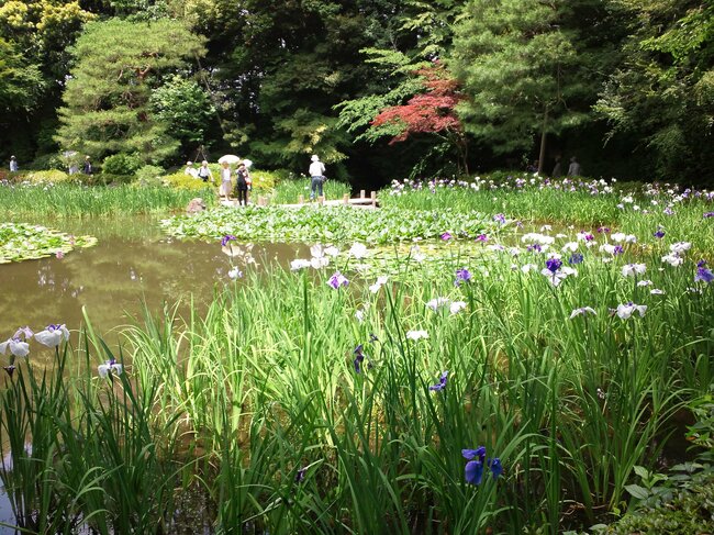花菖蒲