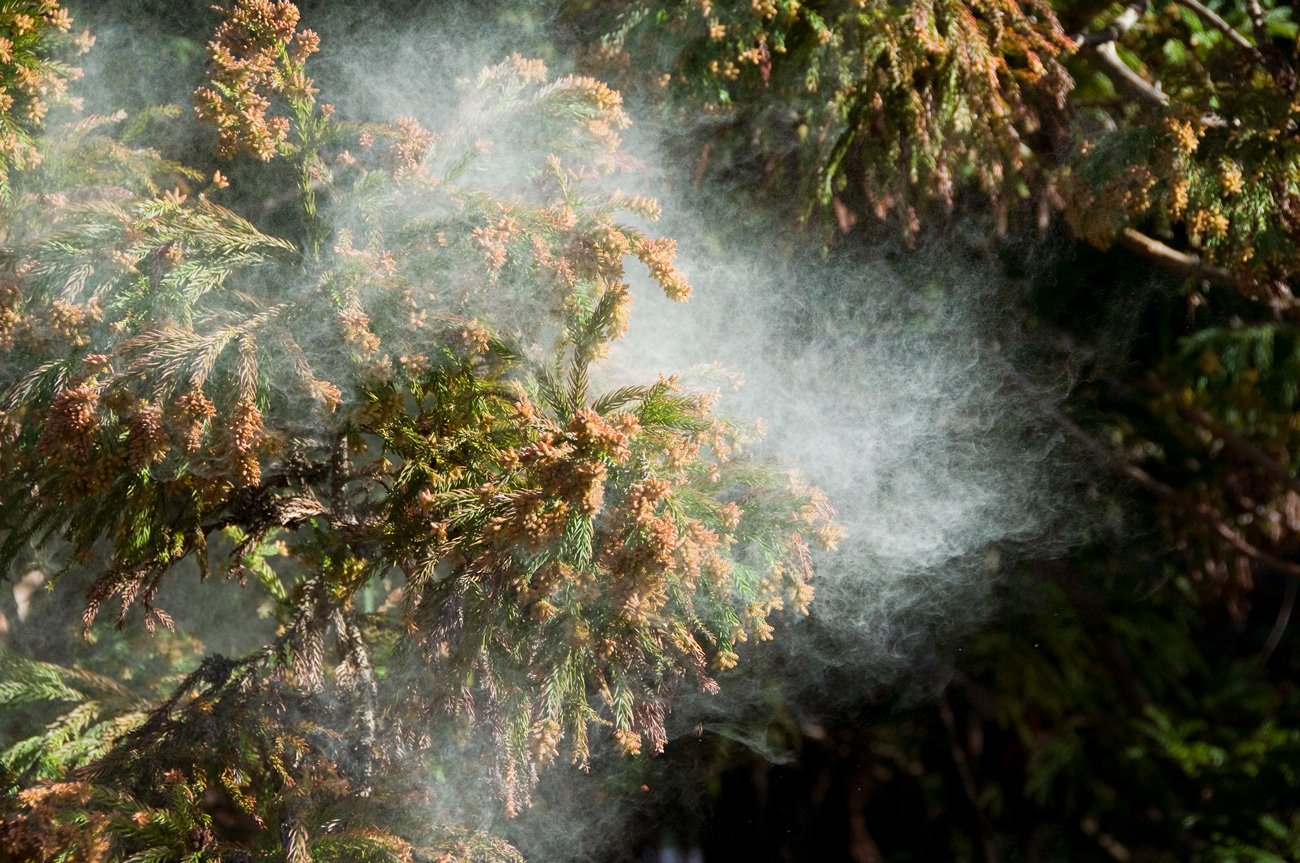 写真：スギ,花粉