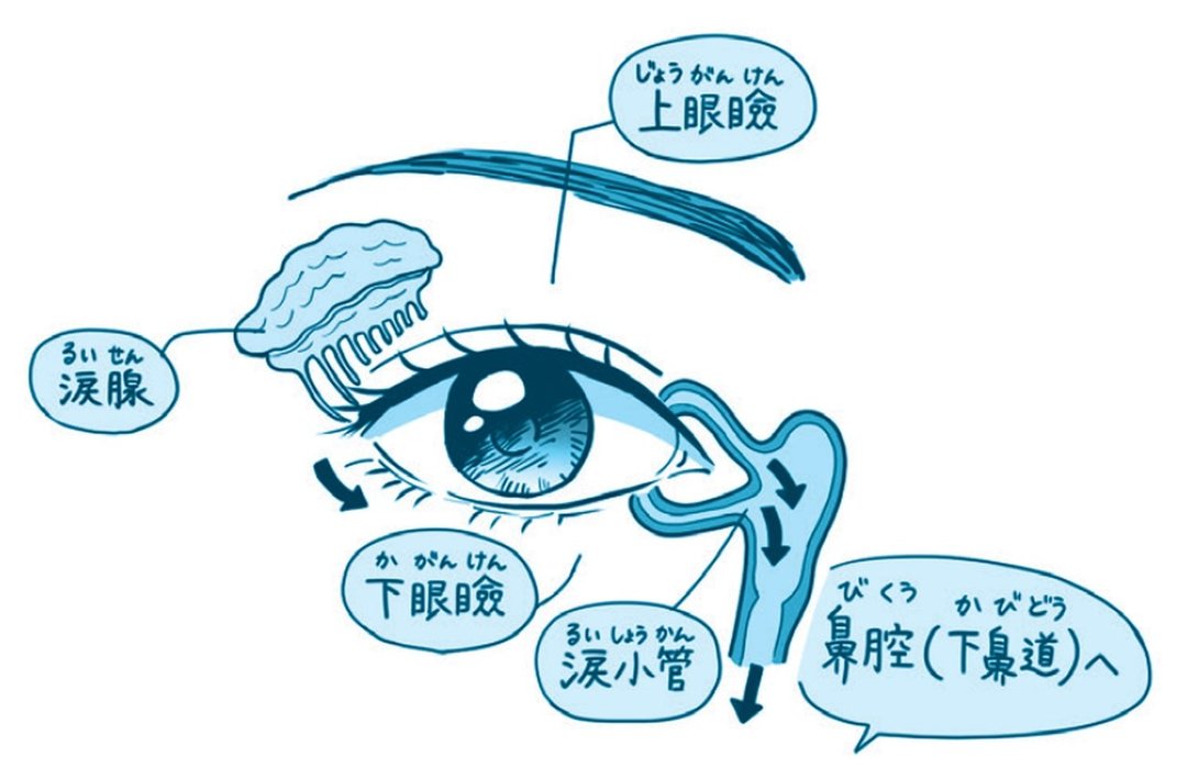 目のイラスト